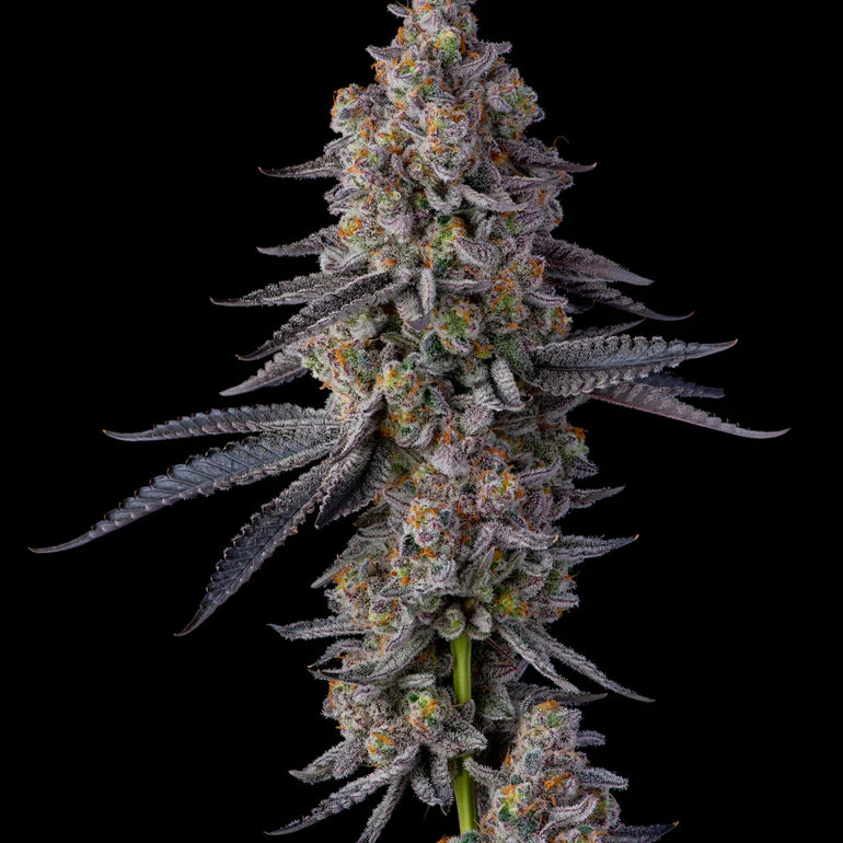 💨 Grape Gas – Compound Genetics