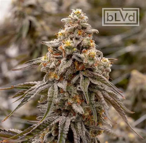 🎩 Cap Junky – Seed Junky x Capulator