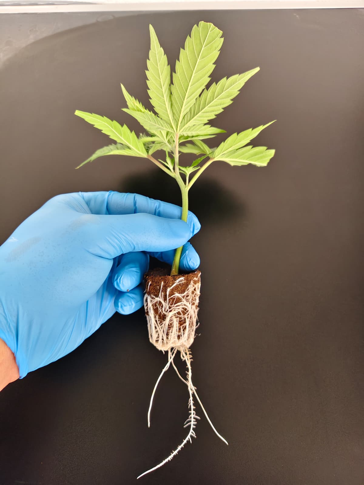 ⚗️ Permanent Chimera – BeLeaf Seeds × Seed Junky Genetics