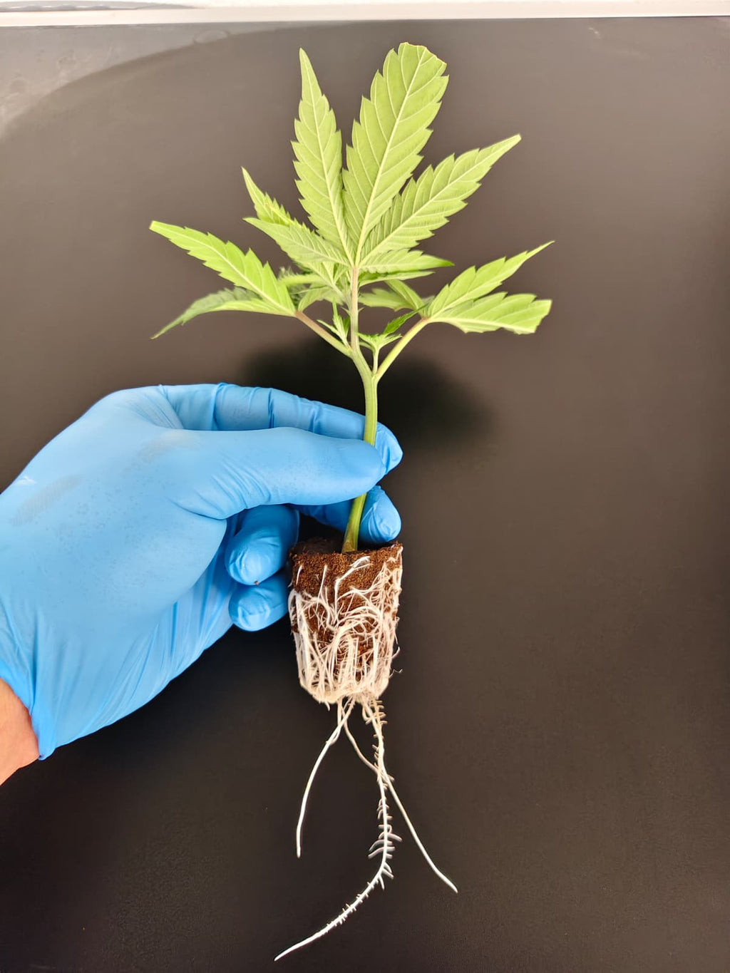 💨 Grape Gas – Compound Genetics