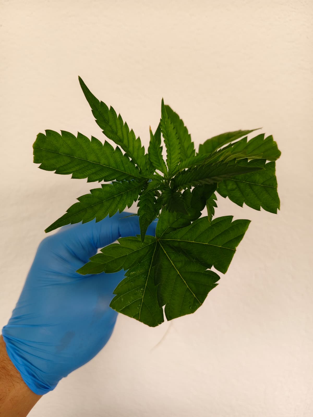 🌿 Triangle Kush – Clone Only Lineage