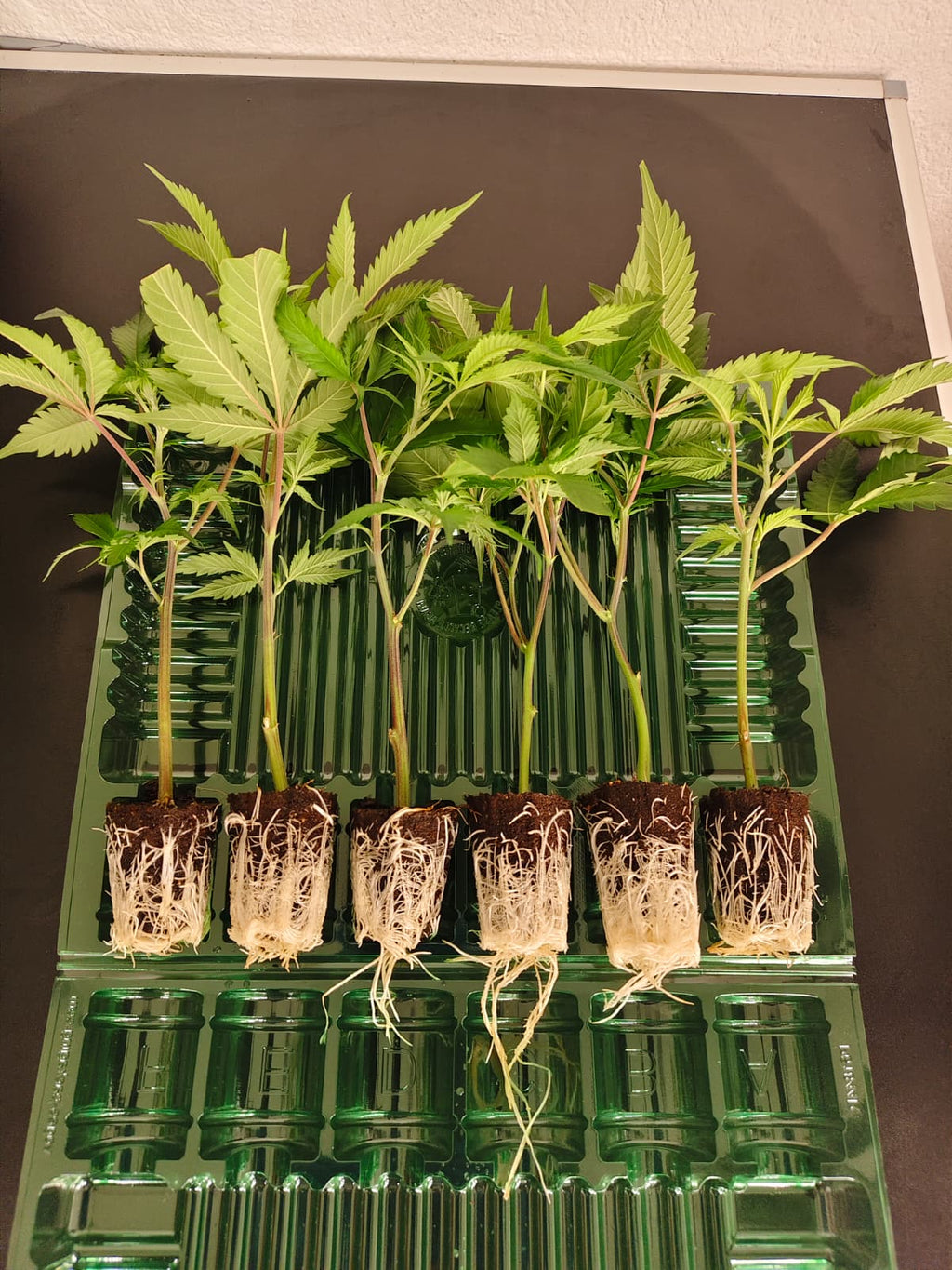 🍇 Grape Pie – Cannarado Genetics