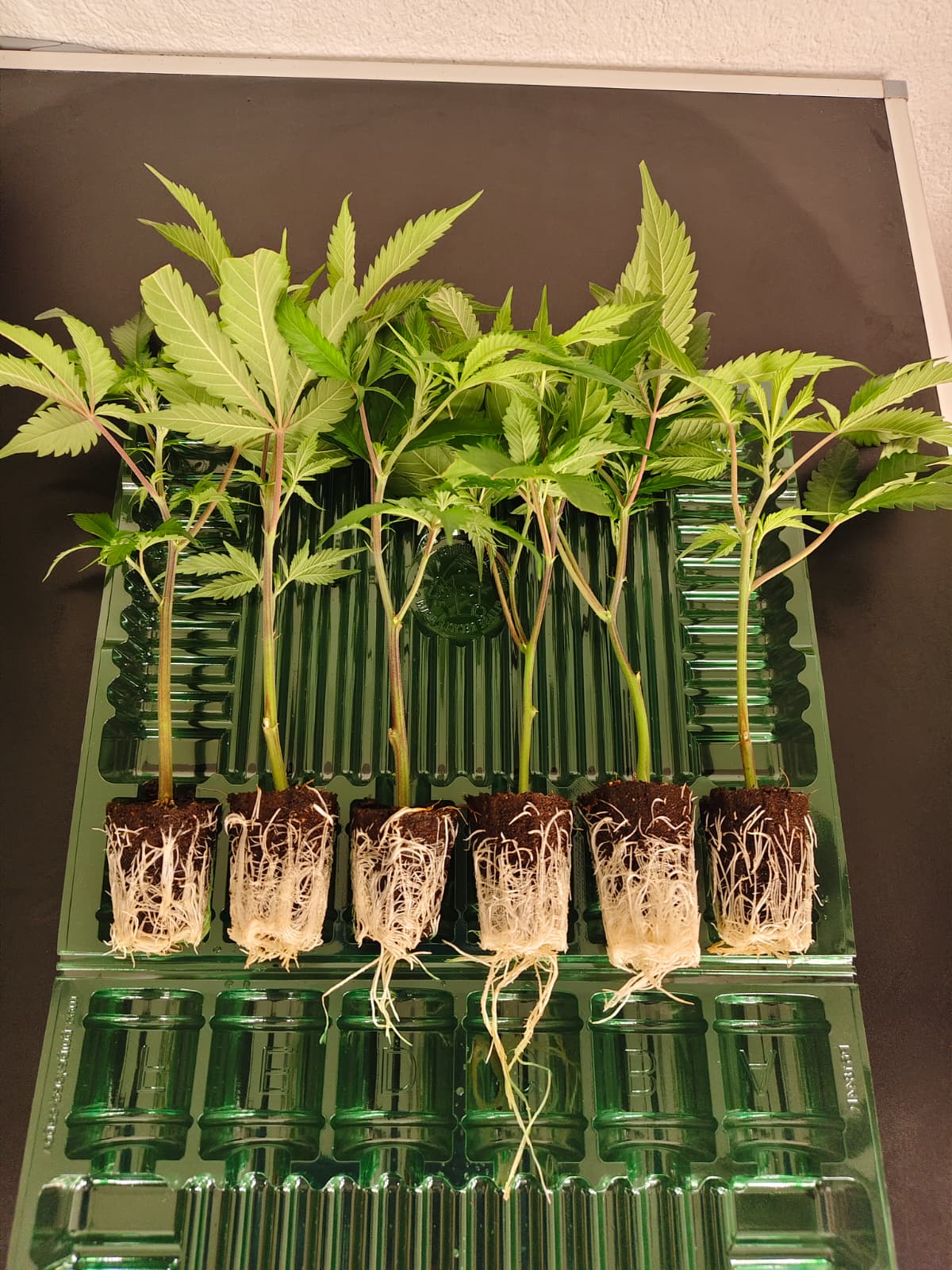 ⚗️ Permanent Chimera – BeLeaf Seeds × Seed Junky Genetics