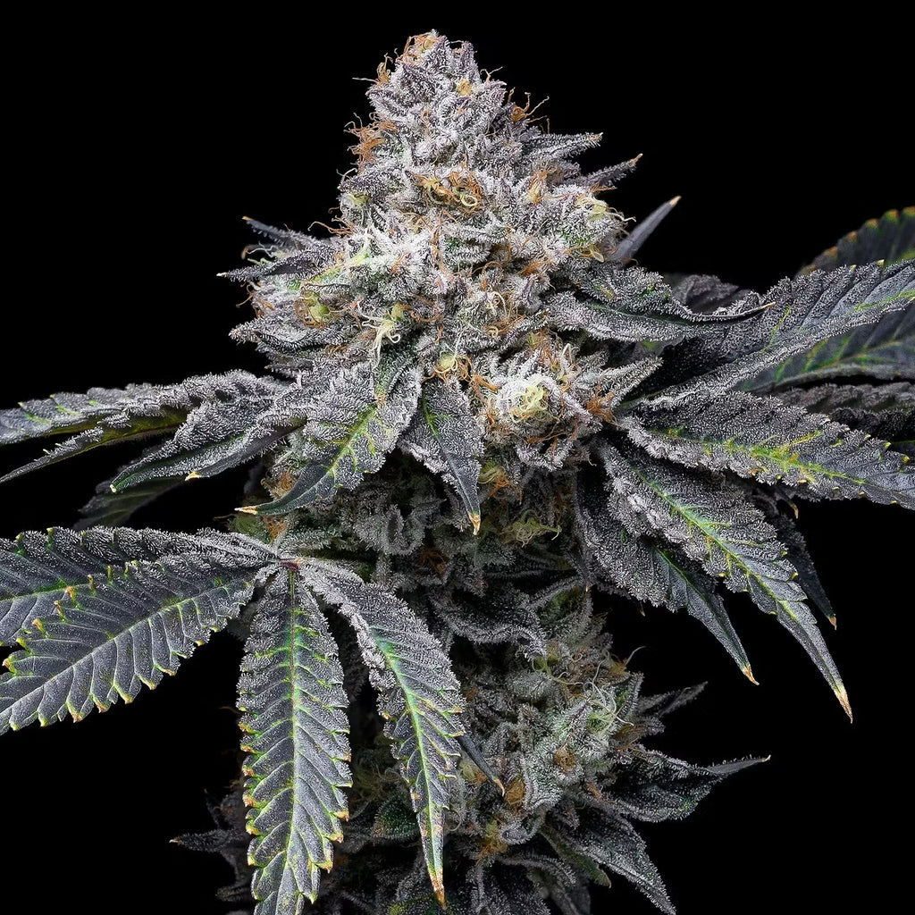💎 Permanent Marker – Seed Junky Genetics × Doja Exclusive