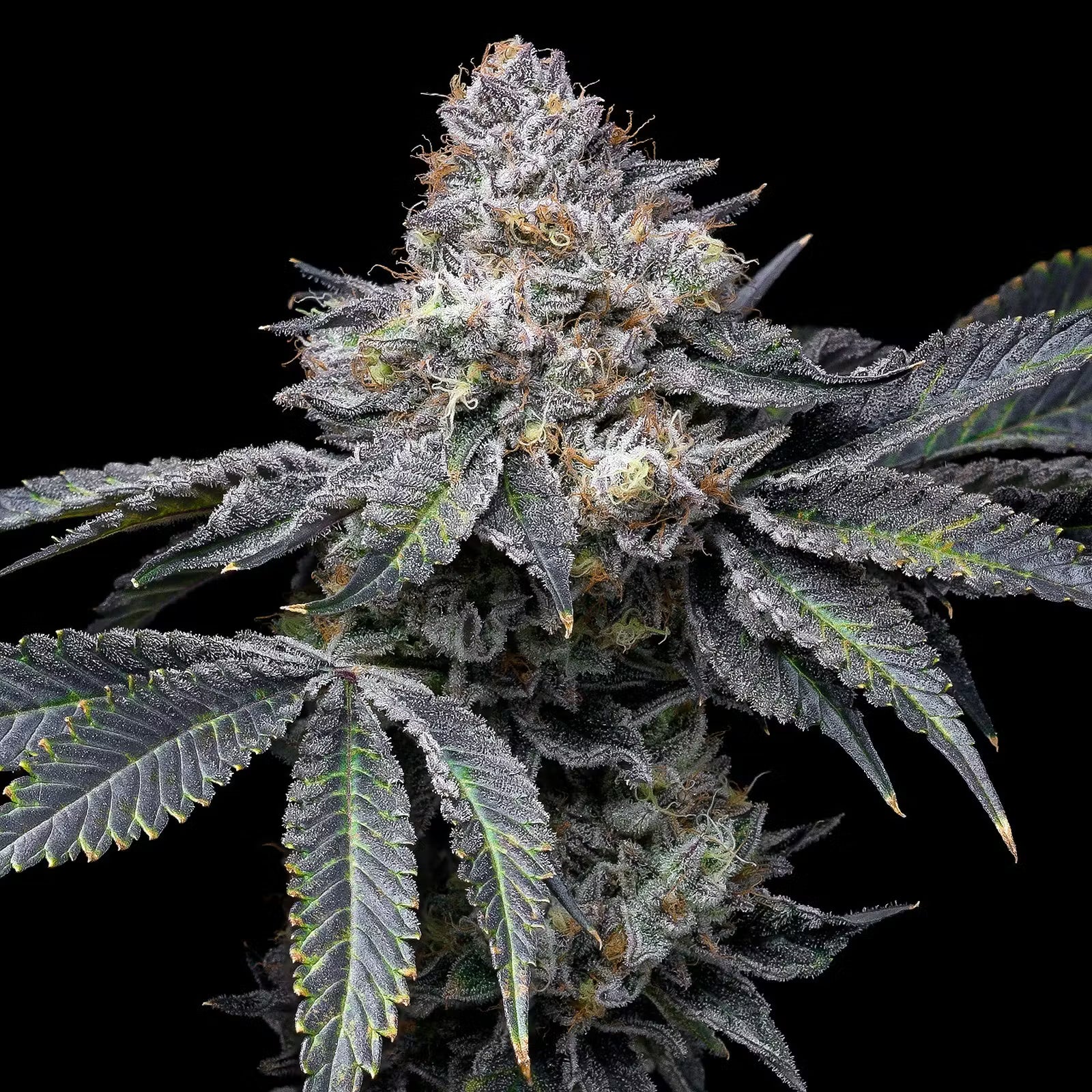 💎 Permanent Marker – Seed Junky Genetics × Doja Exclusive