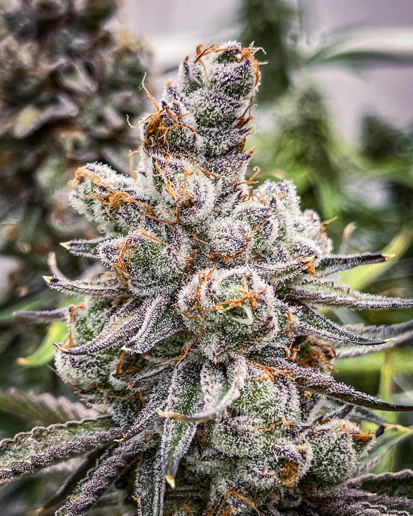 ⚗️ Permanent Chimera – BeLeaf Seeds × Seed Junky Genetics