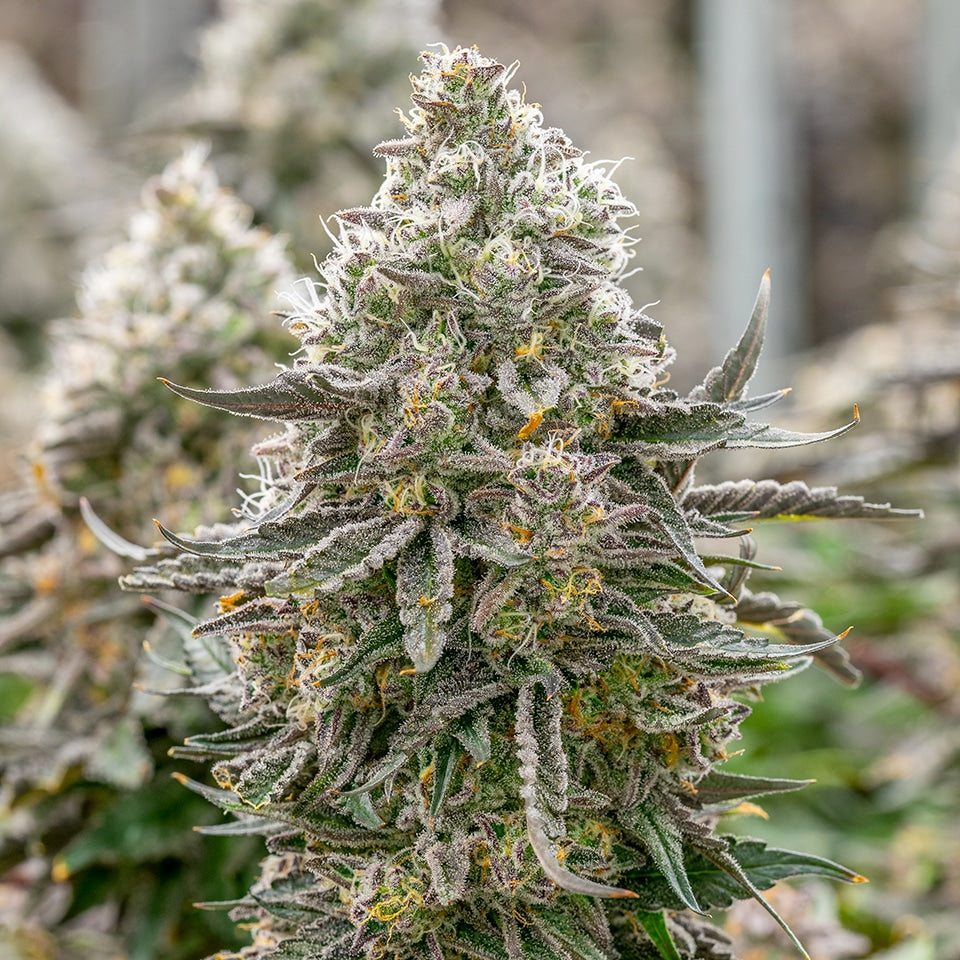 🍇 Grape Pie – Cannarado Genetics