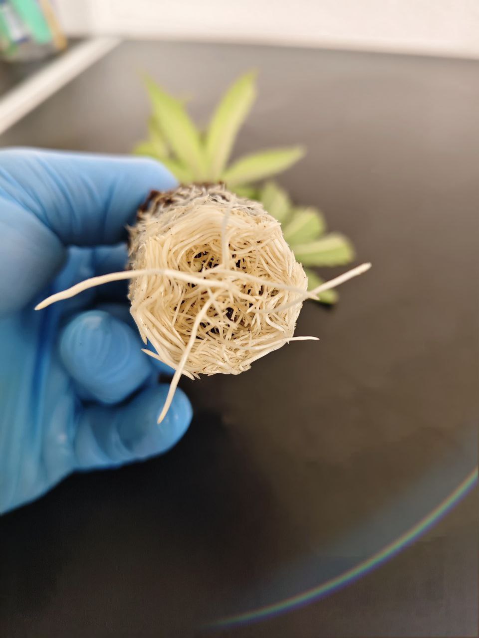 🍒 Supper Buff Cherry – The King of Sweet