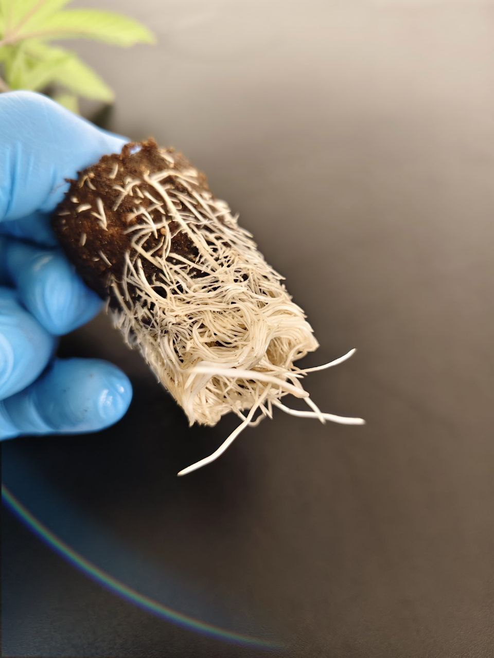 🔥 Dante’s Inferno – Clearwater / Tiki Madman