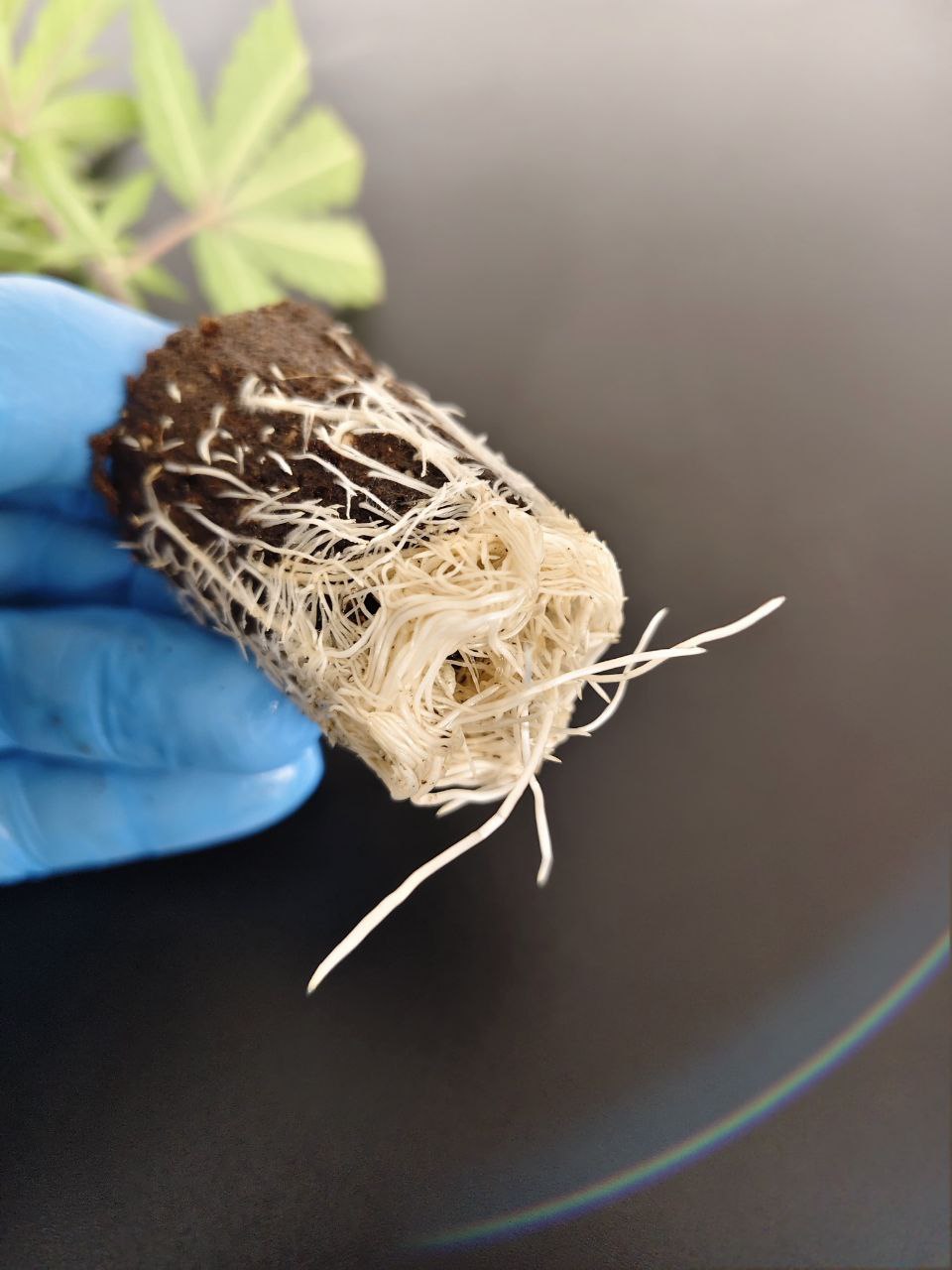 🎩 Cap Junky – Seed Junky x Capulator