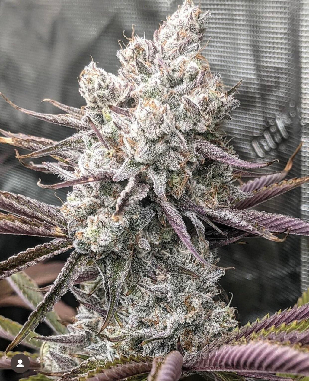 🔥 Dante’s Inferno – Clearwater / Tiki Madman