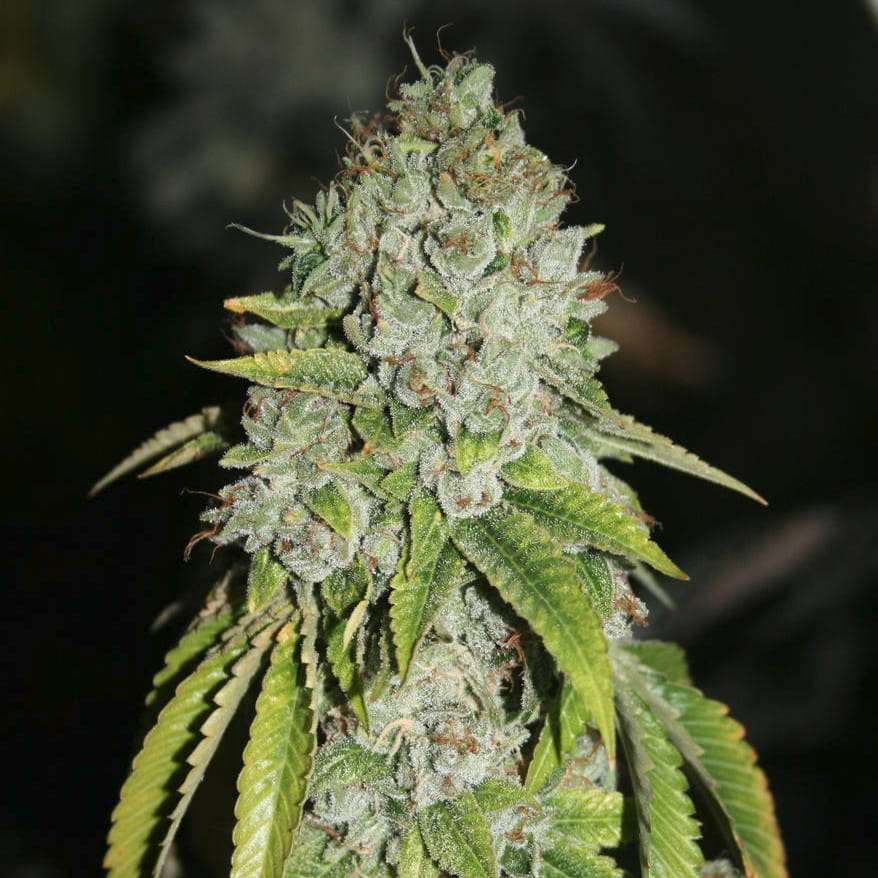 🌿 Triangle Kush – Clone Only Lineage