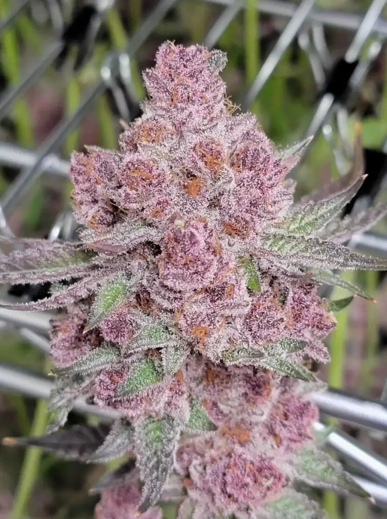 🍒 Supper Buff Cherry – The King of Sweet